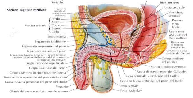 beneficio della pompa del pene perché gli uomini hanno peni diversi